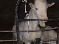 Geit, Dutch Landrace goats — foto 2