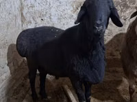 Κριός, Πρόβατα — φωτογραφία 8