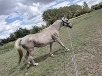 Mare, Lipizzaner — photo 1