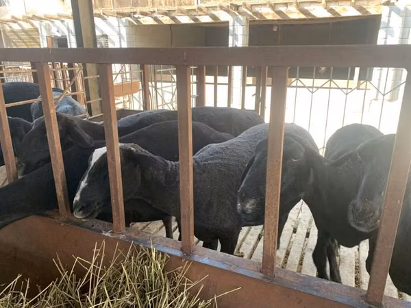 Sheep, Sheep — Kyrgyzstan