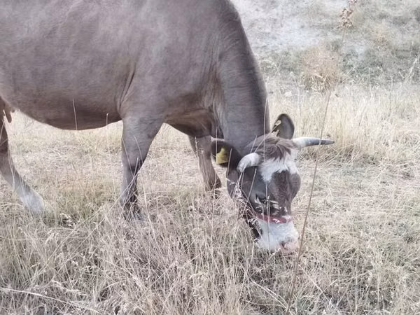 Vache, Bovins — Kirghizstan