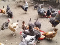 Chickens — zdjęcie 5