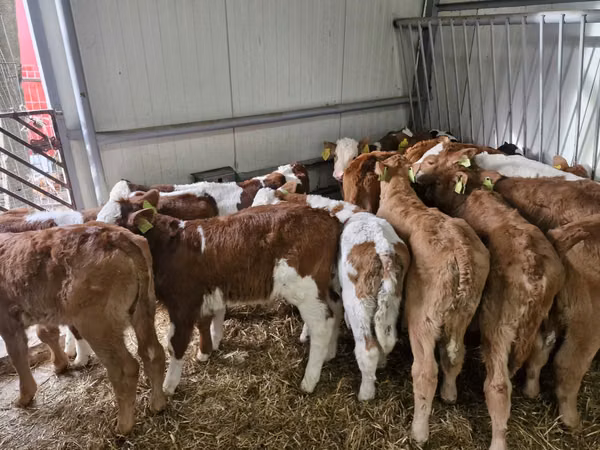 گاو نر, Simmental cattle