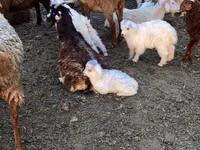 بز ماده, بز — عکس 3