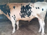 گاو نر, Russian Black pied cattle — عکس 2