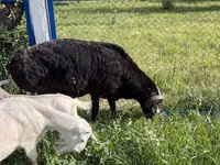 Billy Goat, Goats — photo 3