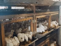 Quails — photo 2