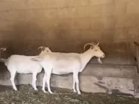 Mbuzi jike, Pomellata goat — picha 1