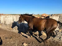 Kuda betina, Horses — foto 1