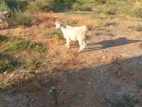 تيس, Saanen goat — الصورة 3
