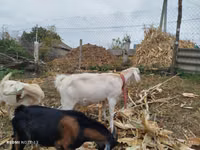 Echki, Nubian Goat — 4-rasm