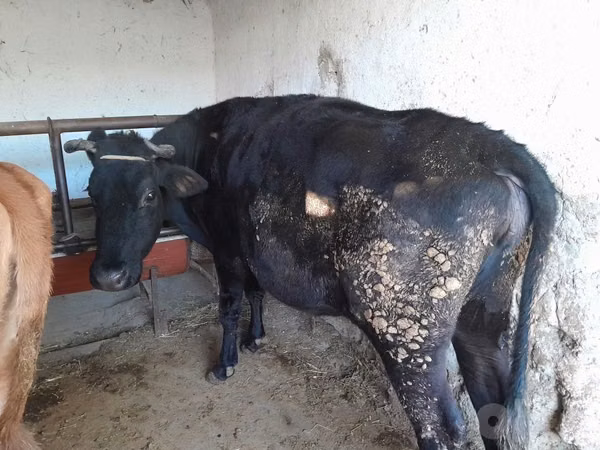 Cow, Cattle