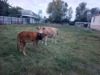 Cow, Cattle — photo 2