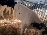 Stier, Russian Black pied cattle — foto 2