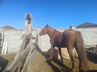 Kobila, Kazakh horse — fotografija 1