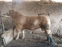Bou, Vaca Limousine — foto 3