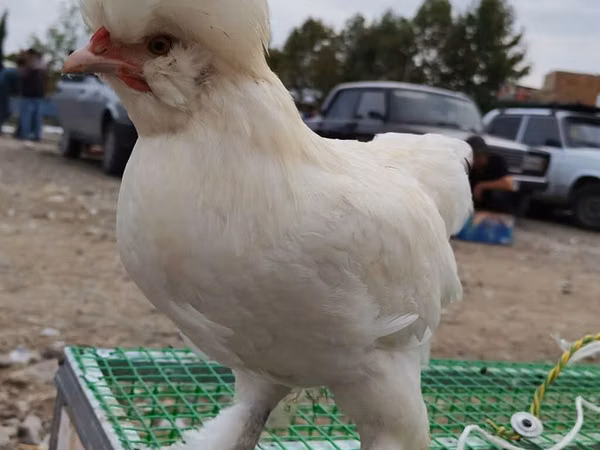 Chickens — Azerbejdżan