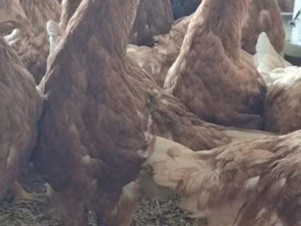 Chickens — Hungary