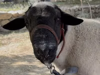 Ram, Dorper sheep — photo 3