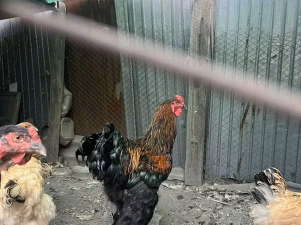 Brahma — Kyrgyzstan