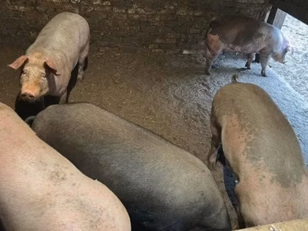 Sow, Pigs — Hungary