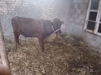 Bull, Cattle — photo 2