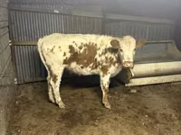 황소, Simmental cattle — 사진 1