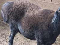 Sheep, Sheep — photo 1