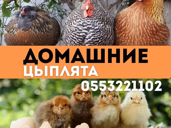 Կուչինսկայա Հոբելյանական