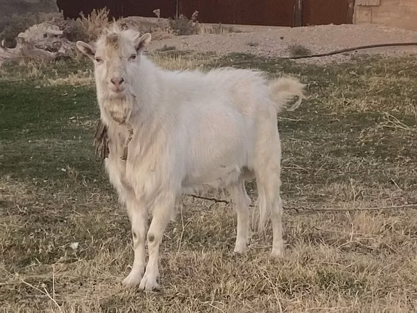 Cabro, Russian White goat