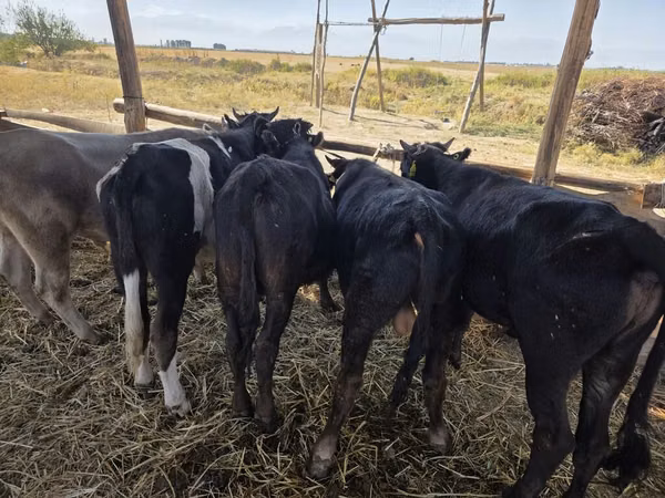 Bull, Aberdeen-Angus — Kyrgyzstan