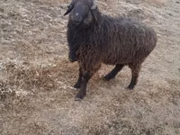 Kambing jantan, Sheep — foto 3