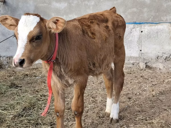 Toro, Simmental cattle
