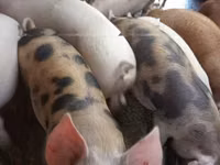 Pigs (batch, sex not specified) — photo 2