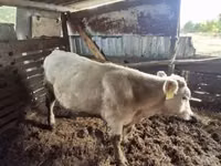Kambing jantan, Sheep — foto 5