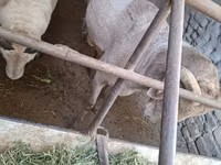 Ram, Sheep — photo 4