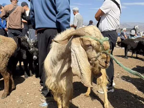 ছাগল, Damask goat