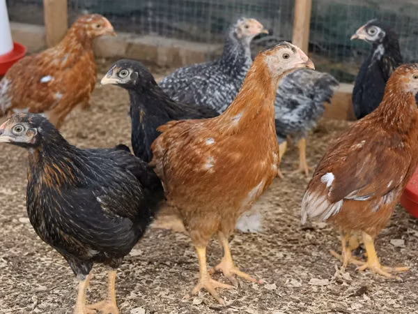 Chickens