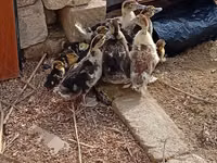 Ducks — عکس 3