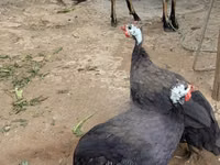 Turkeys — Foto 5