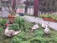 Ducks — zdjęcie 1