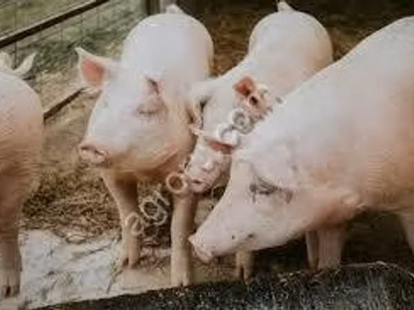 Sow, Pigs — Russia