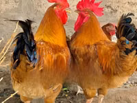 Chickens — ছবি 4