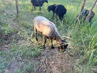 Kambing jantan, Sheep — foto 2