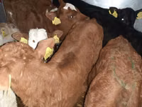 Cattle (batch, sex not specified), Simmental cattle — photo 4