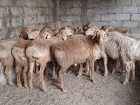 Beran, Arashan sheep — foto 3