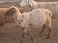 Ram, Sheep — photo 7