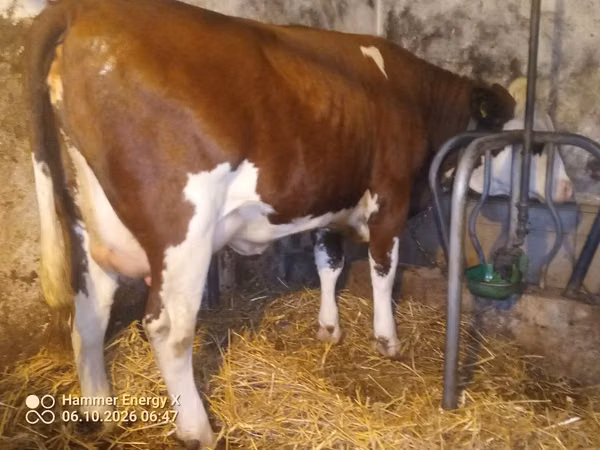 Cow, Simmental cattle