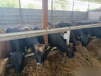 सांड, Swiss cattle — फ़ोटो 2