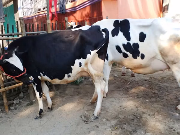 Cow, Russian Black pied cattle